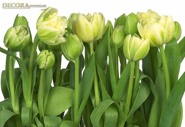 Comprar Fotomural Tulips Komar
